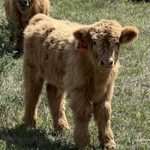 Plonker, Yellow Pet Steer-image