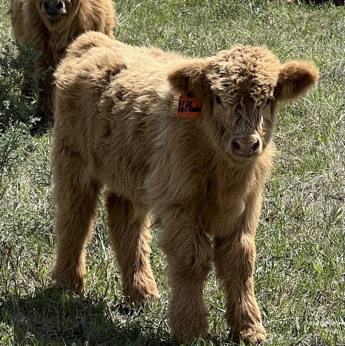 Plonker, Yellow Pet Steer-image