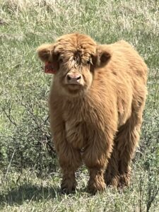 Pez, Yellow Pet Steer-image