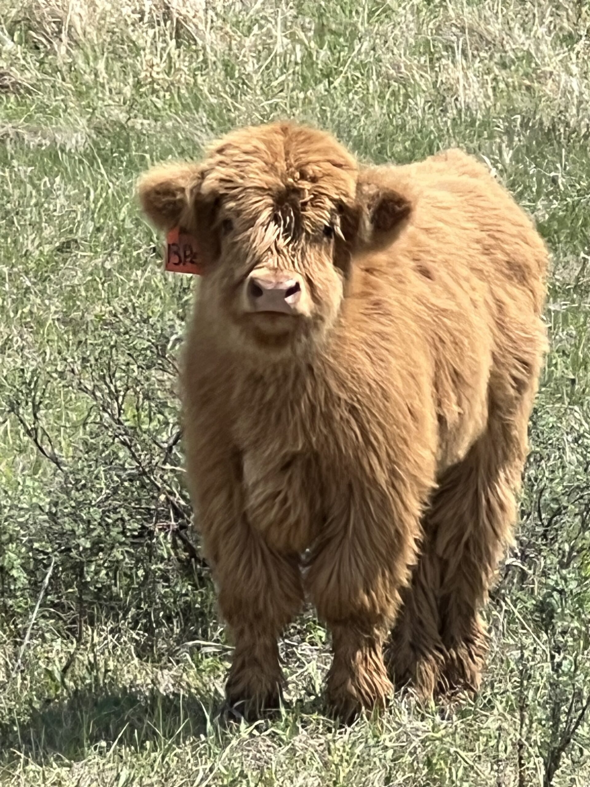 Pez, Yellow Pet Steer-image
