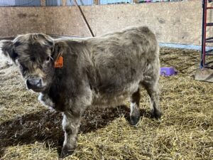 Push Pop, dun heifer CHCS registered-image