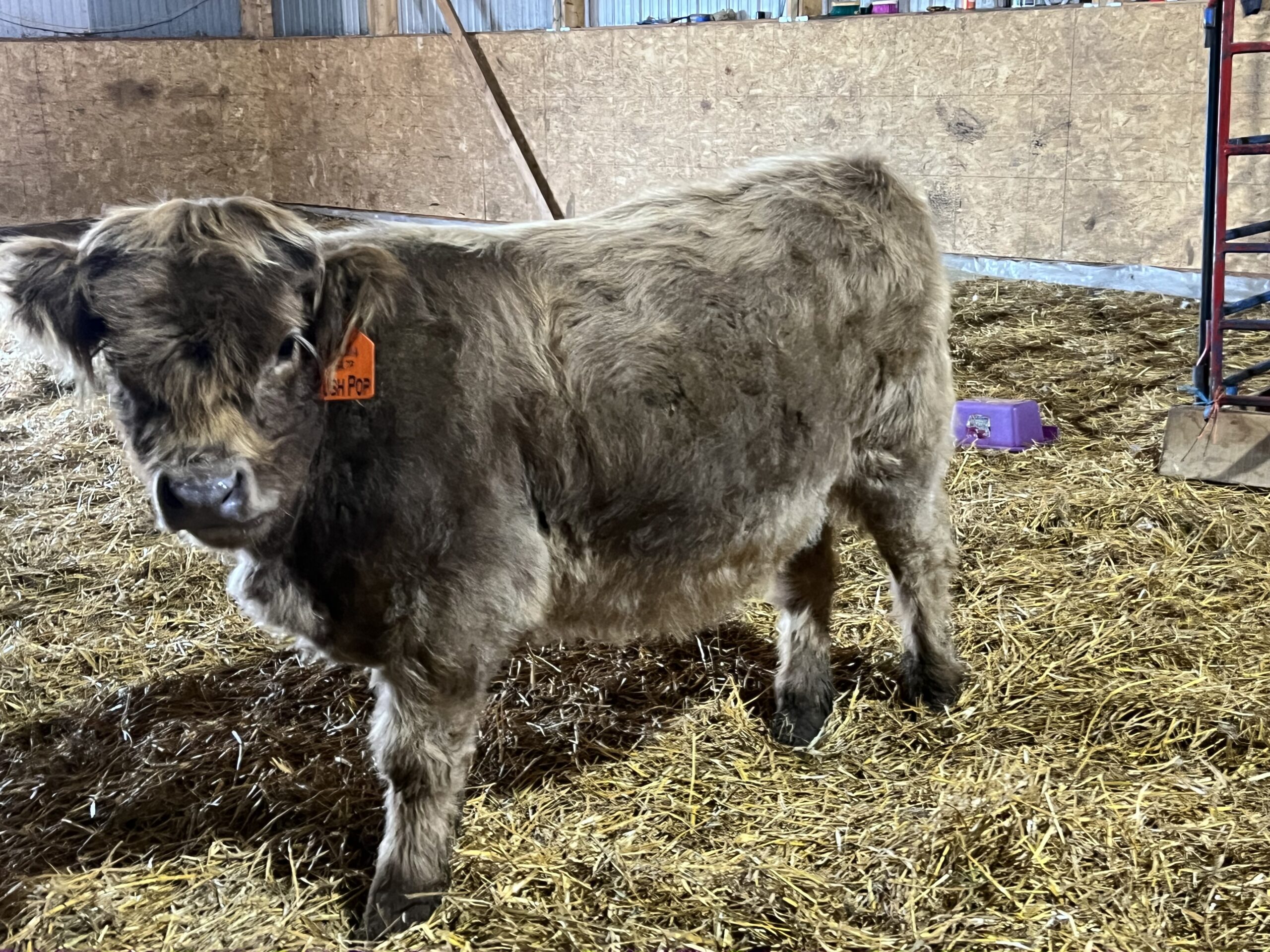 Push Pop, dun heifer CHCS registered-image
