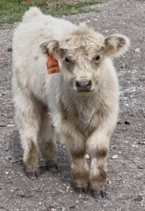 Listen up- Silver mini-mid bull calf 3/4 Highland-image