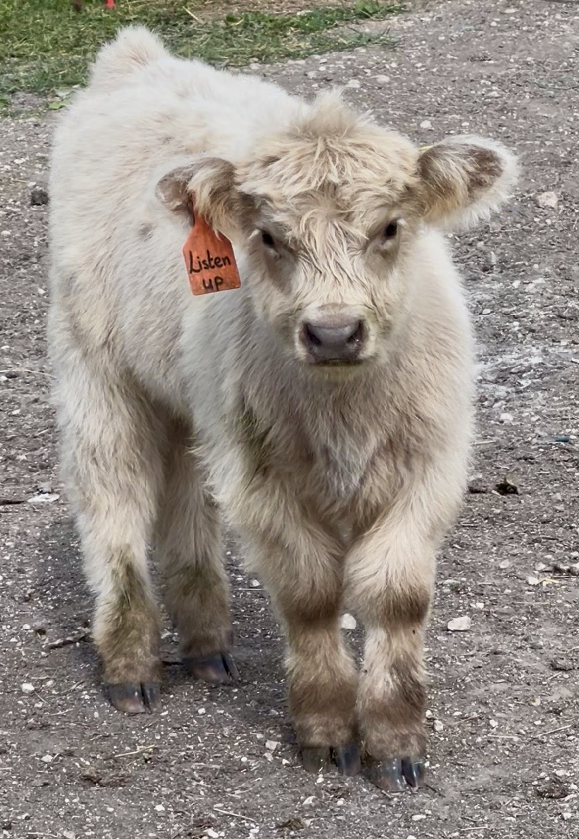 Listen up- Silver mini-mid bull calf 3/4 Highland-image
