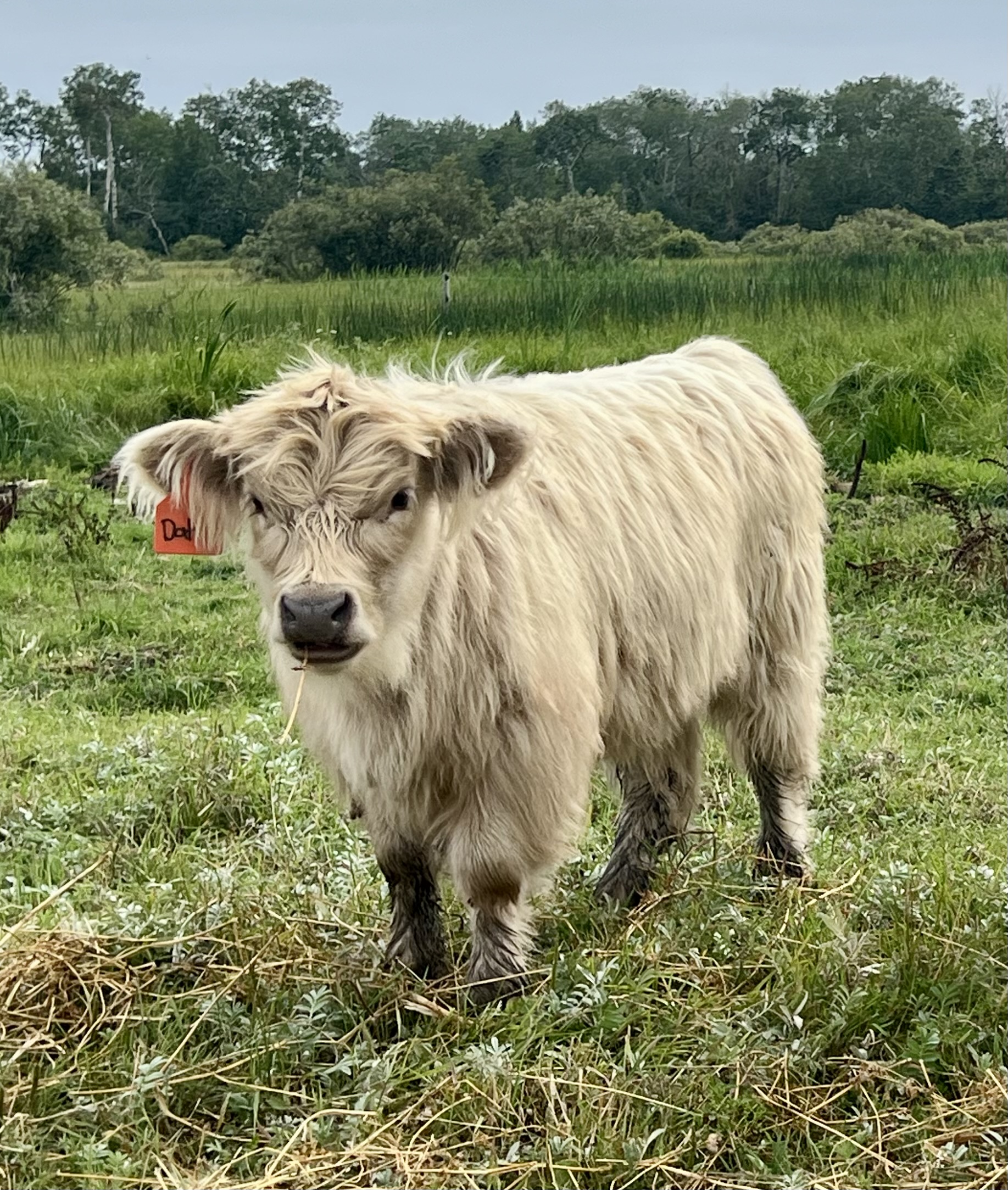 Daffi silver unreg heifer-image