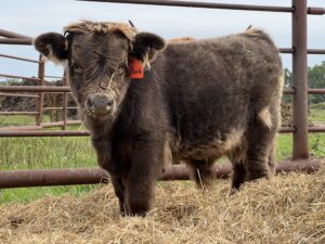 Punk, Dun Steer-image