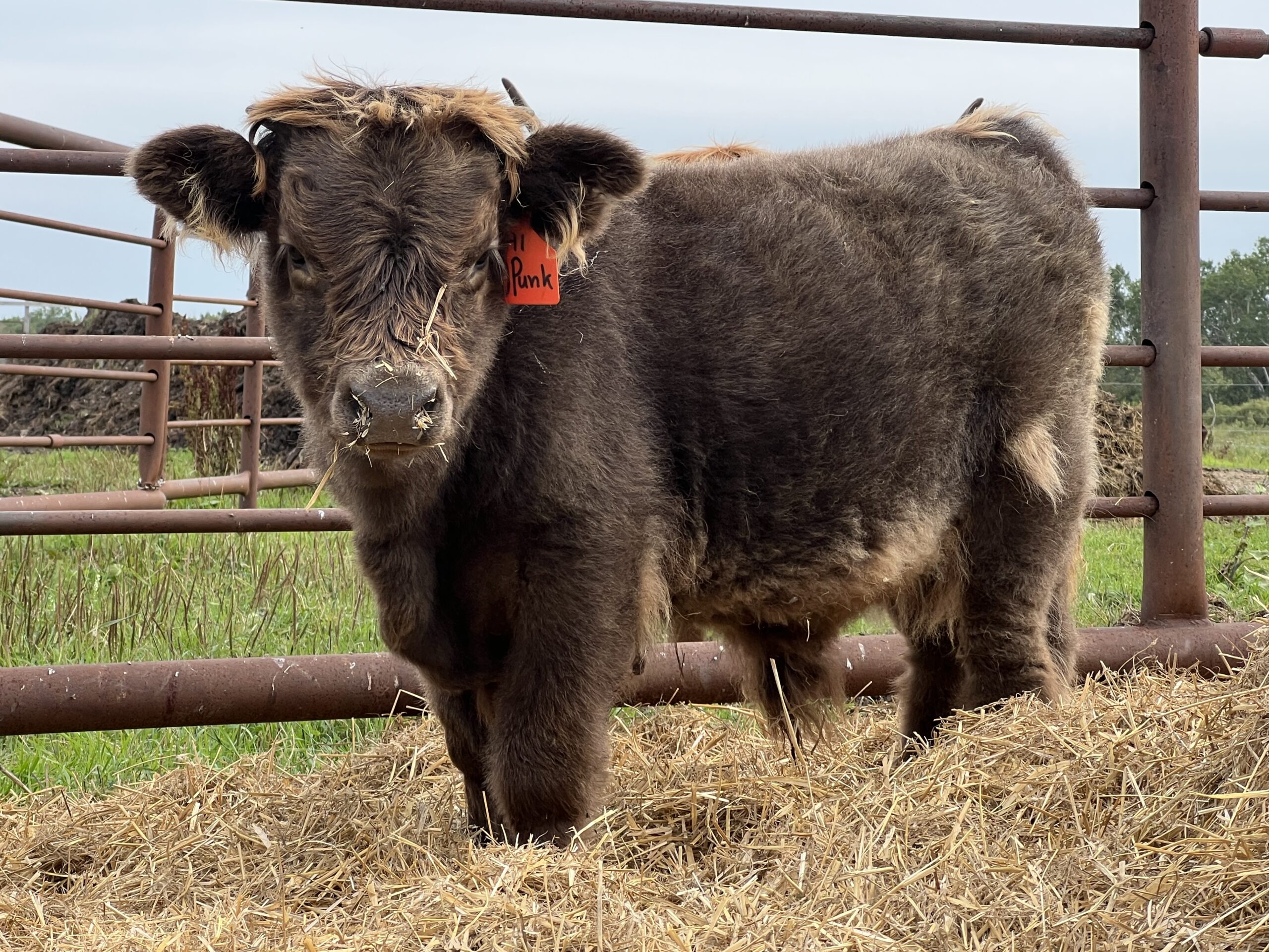 Punk, Dun Steer-image