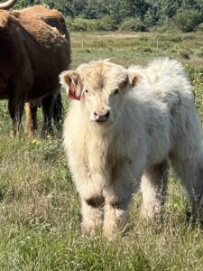 Polo, White unreg Bull calf, can be steered-image