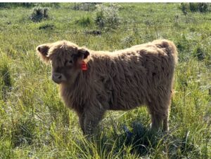 Pom Pom CHCS Reg heifer-image