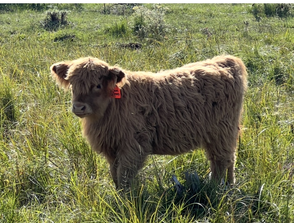 Pom Pom CHCS Reg heifer-image